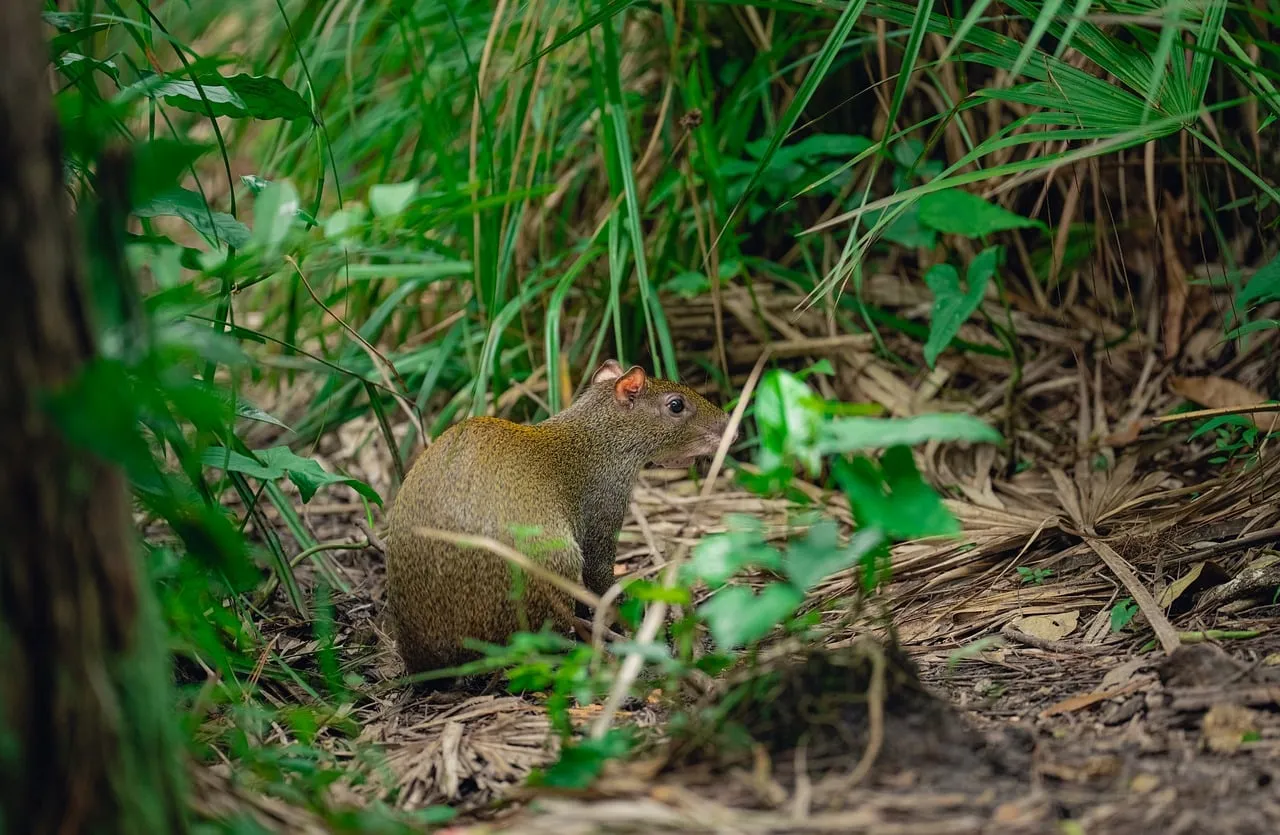 Vibrant Agouti Thriving in Lush Jungle Habitat