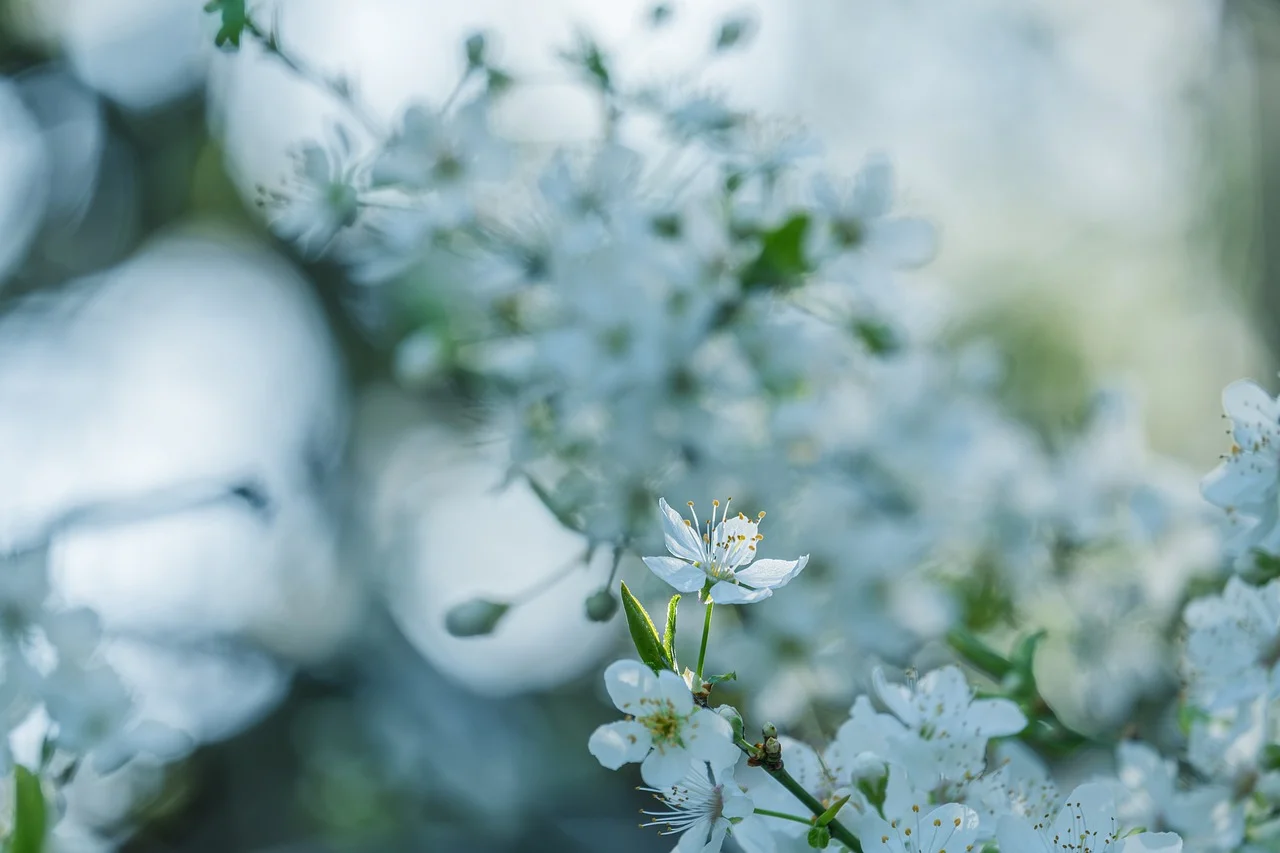 Breathtaking White Blooms: A Symphony of Spring Delicacy