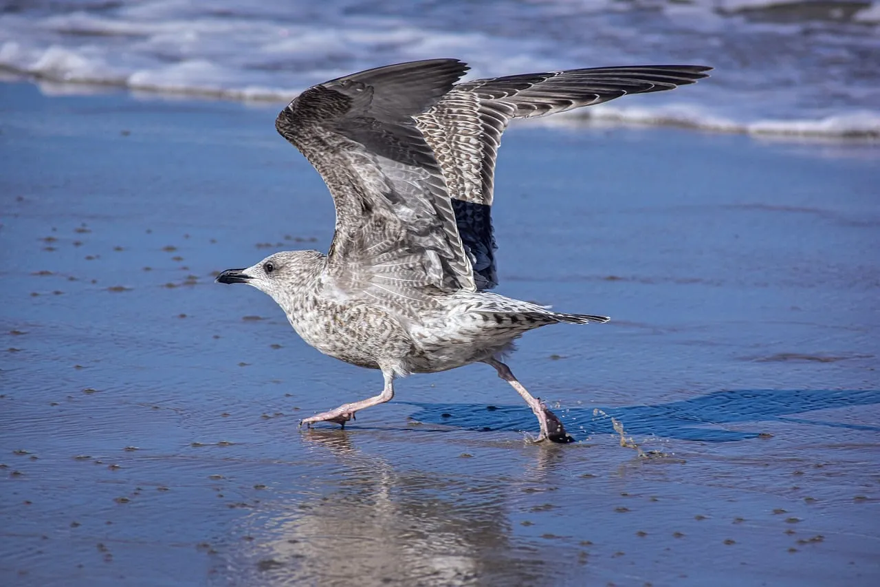 Graceful Seagull Takes Flight on a Sun-Kissed Beach Shore
