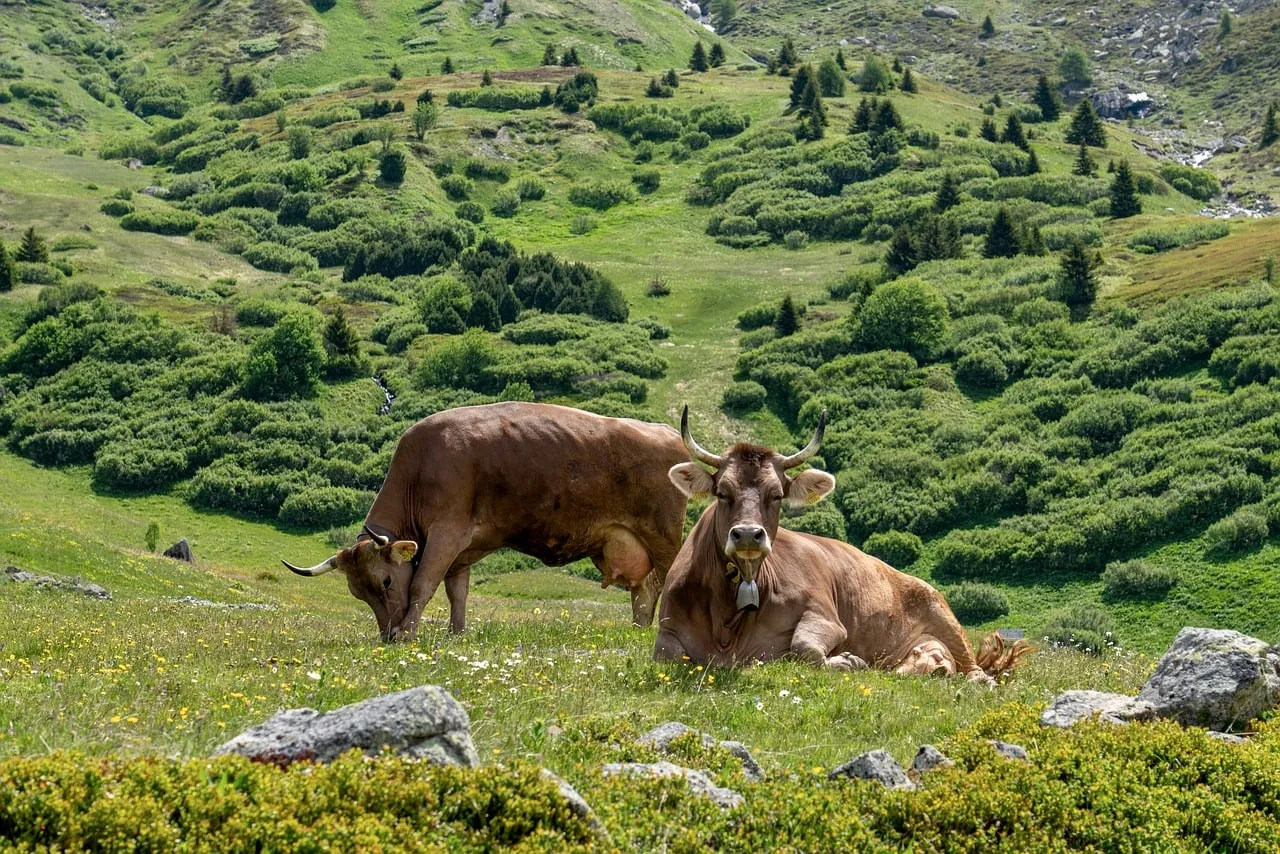 Serene Alpine Pasture: Cows Grazing Amidst Majestic Mountains