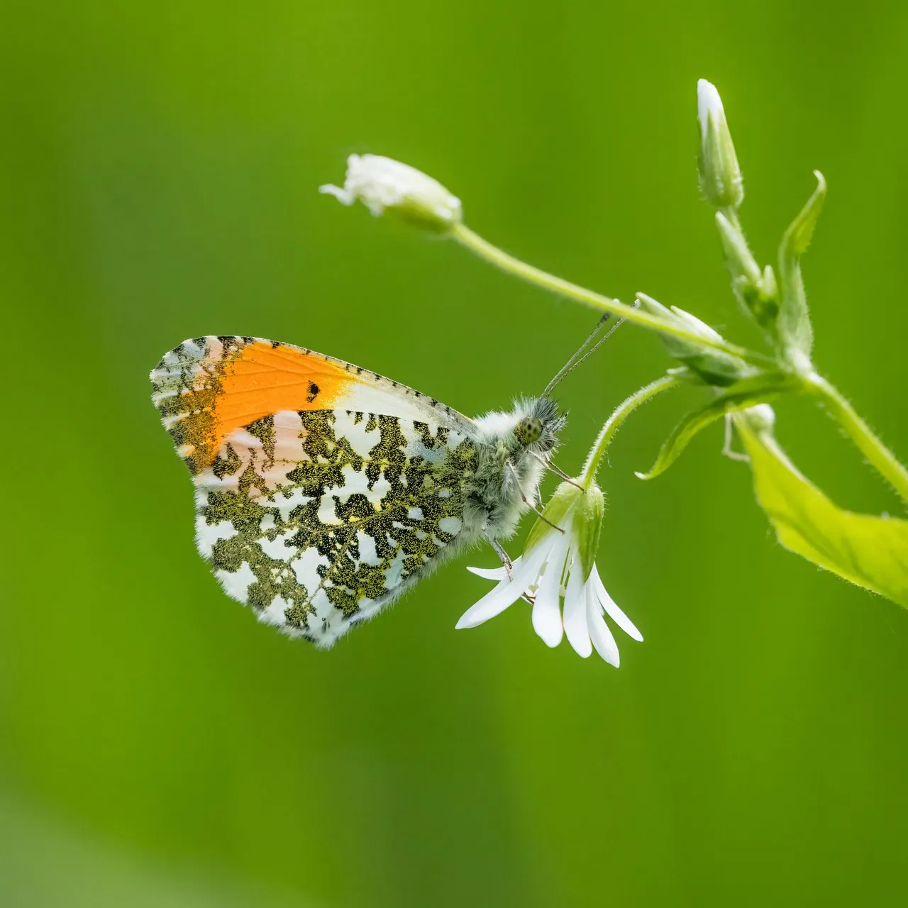 Vibrant Orangetip Butterfly on Delicate White Spring Blossom