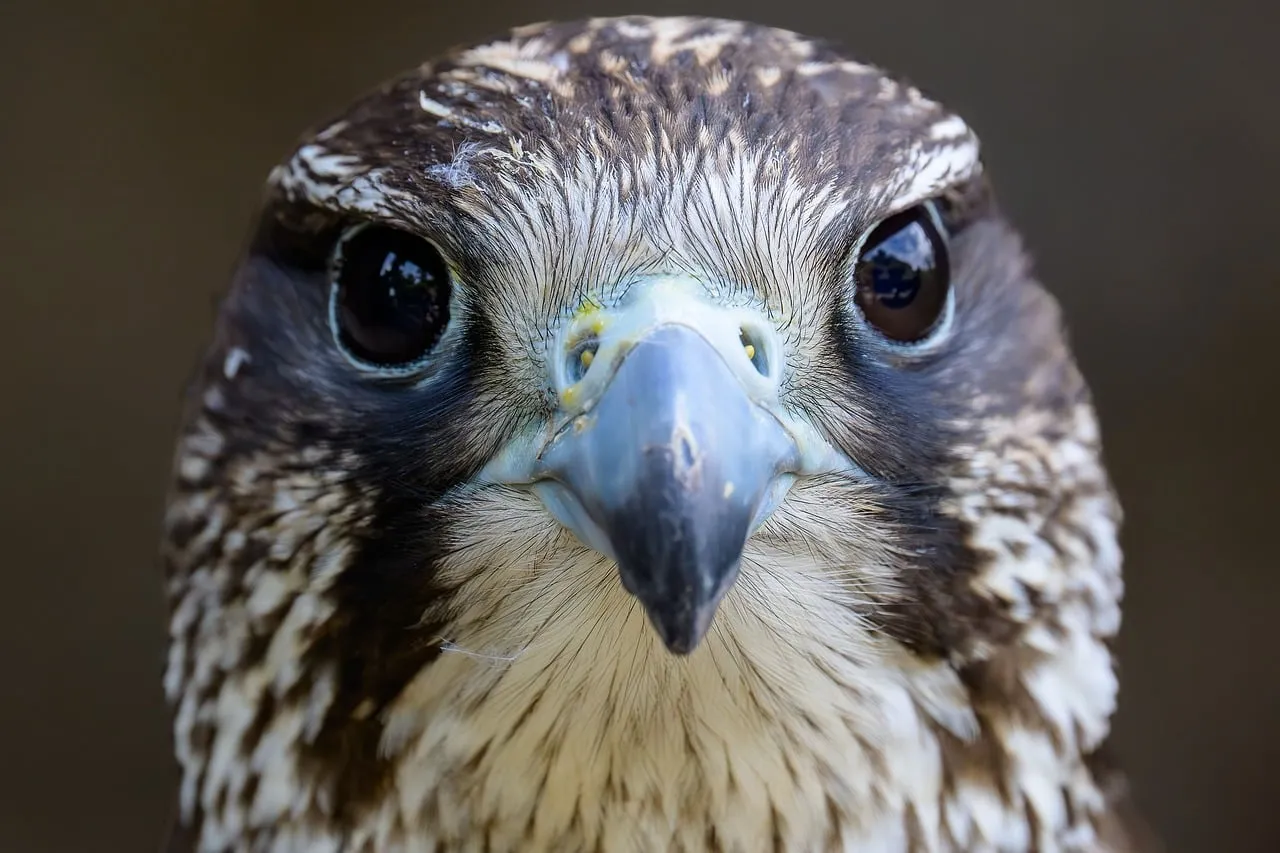 Intense Falcon Stare: Nature's Predator Up Close