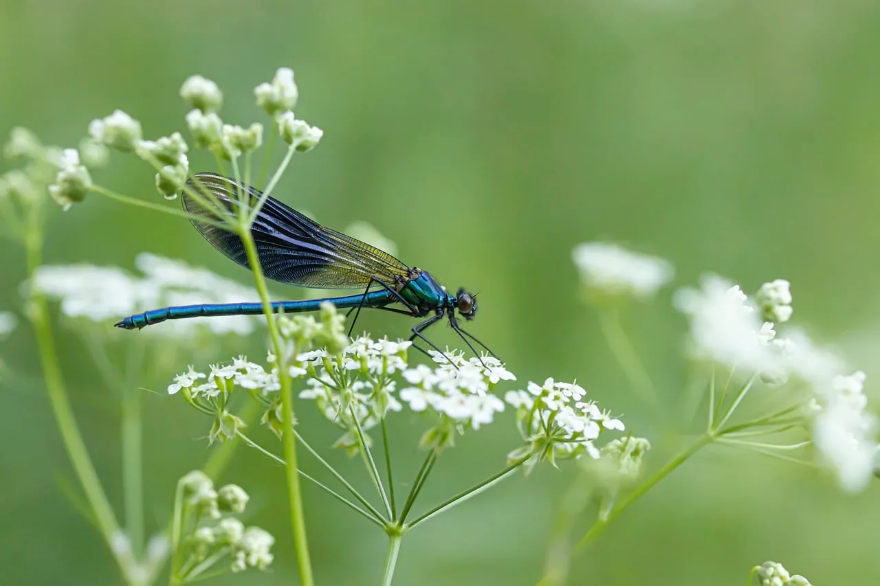 Vibrant Blue Dragonfly Resting on Delicate White Blossoms