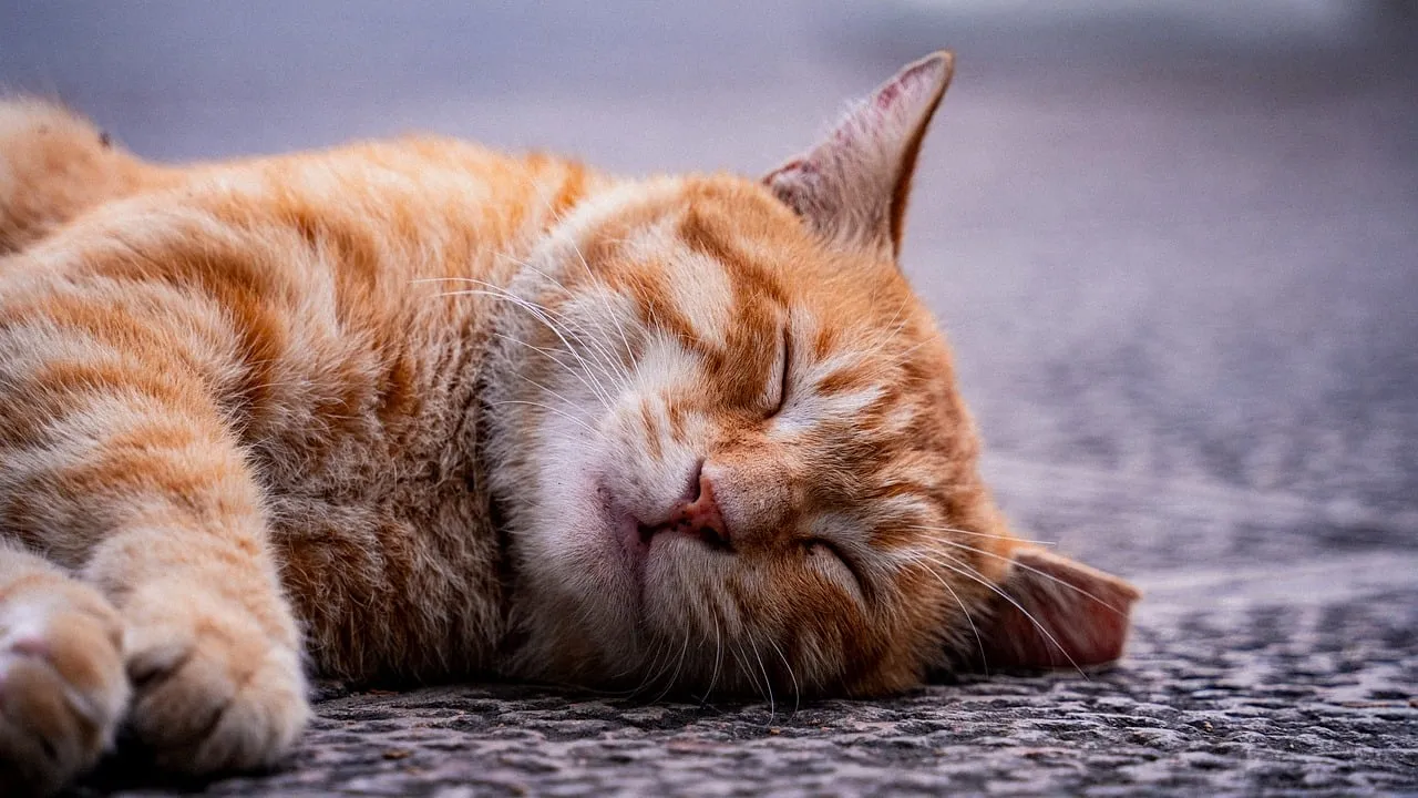 Serene Slumber: Adorable Orange Cat Enjoys a Peaceful Outdoor Nap