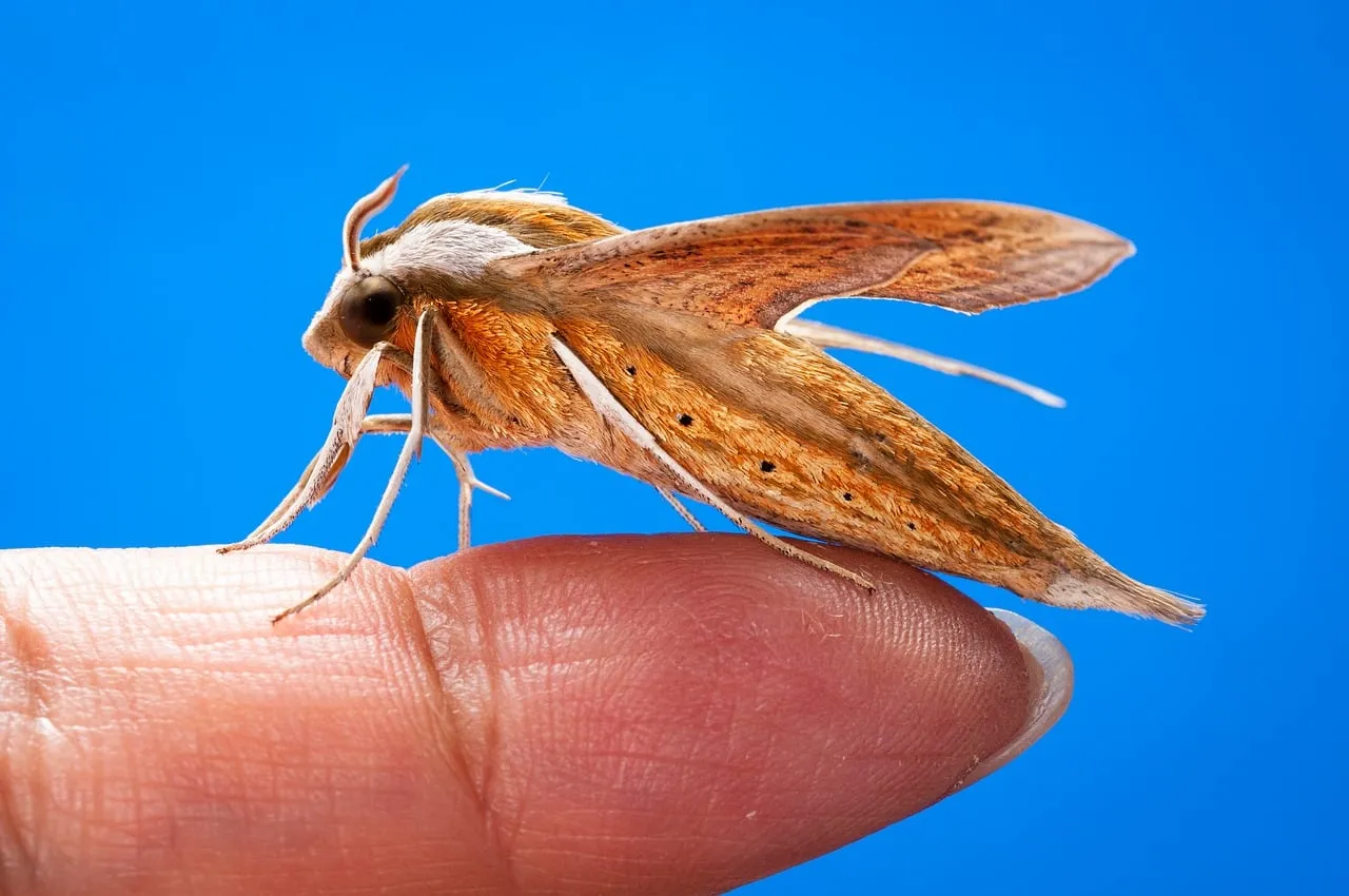 Stunning Macro: Teretra Japonica Hawkmoth on a Finger