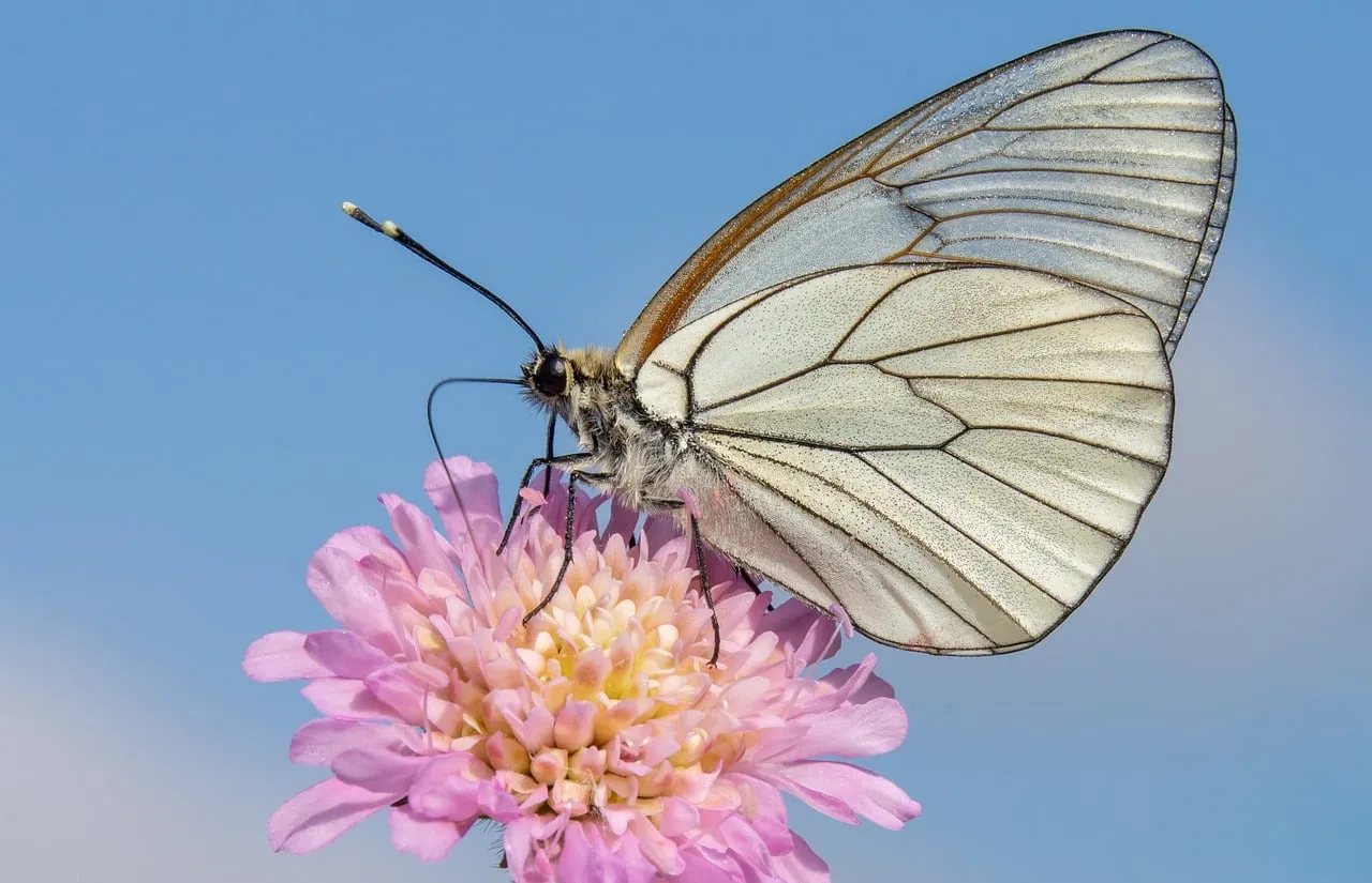 Stunning White Butterfly on Pink Flower against Clear Blue Sky