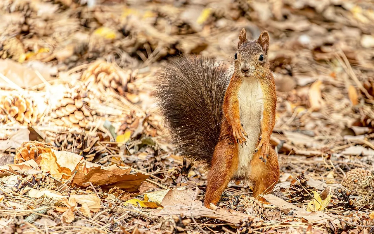 Charming Autumn Squirrel: Captivating Wildlife Desktop Background