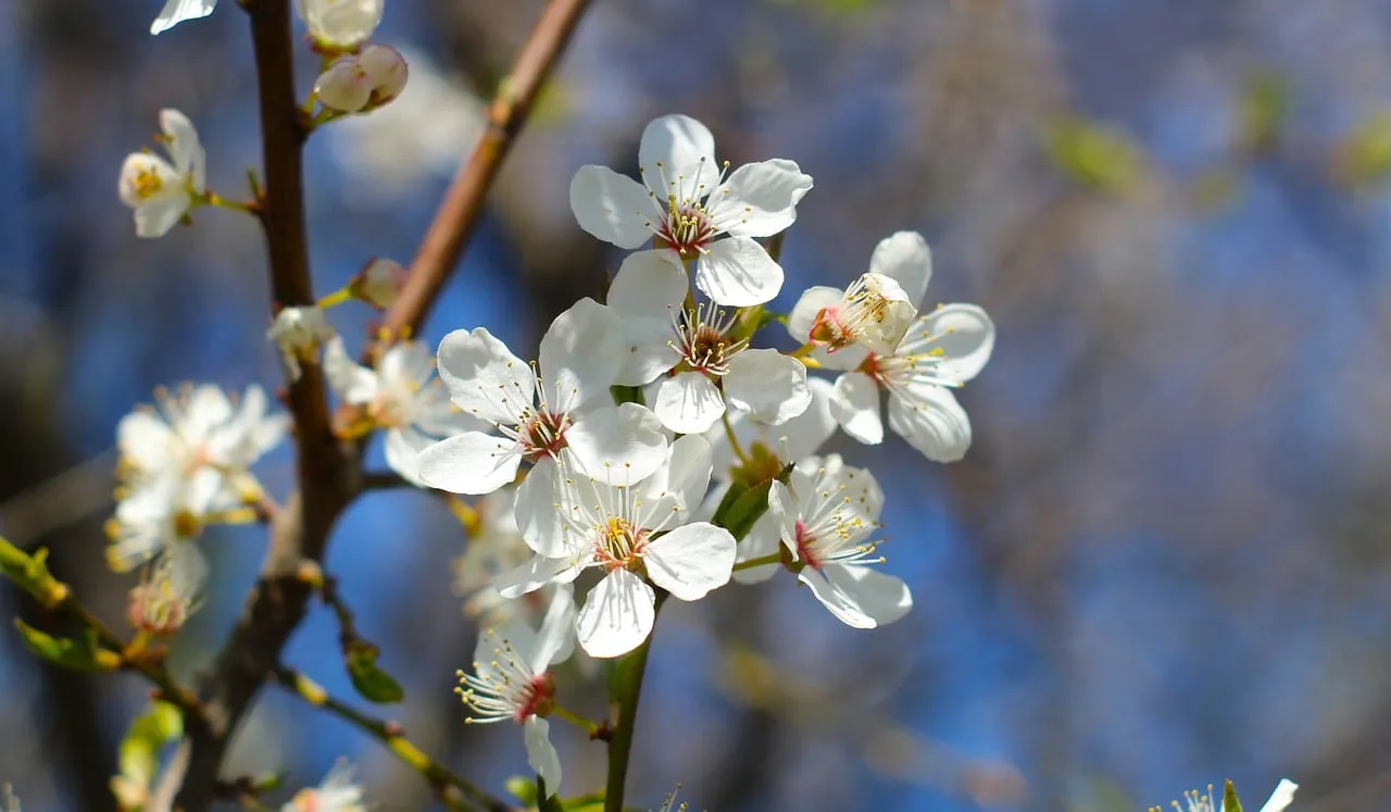 Stunning White Spring Blossoms: A Macro Nature Delight