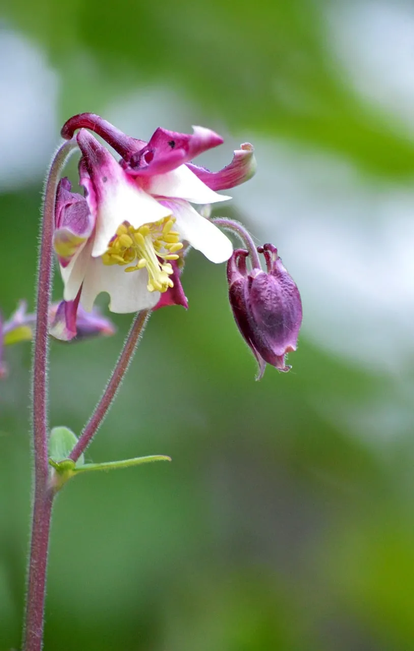 Vibrant Columbine Bloom: Nature's Delicate Garden Jewel