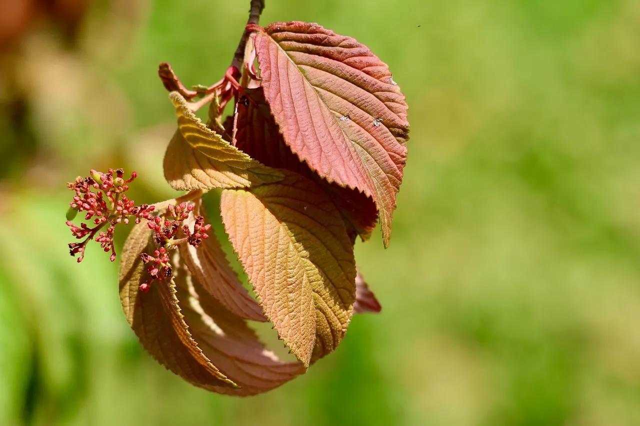 Vibrant Autumn Leaves: Nature's Macro Beauty with Pink Hues