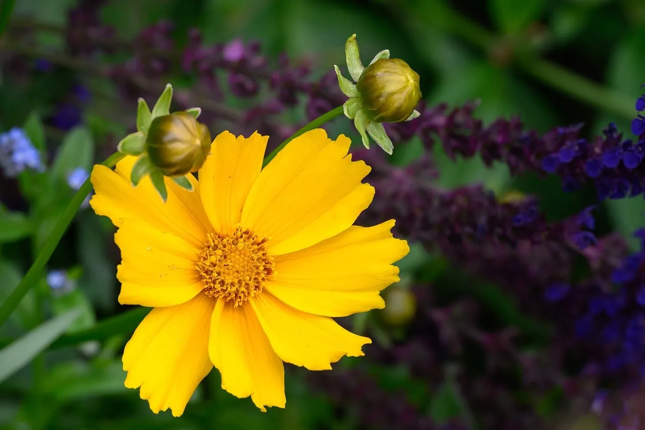 Vibrant Yellow Coreopsis Blooms in a Summer Garden
