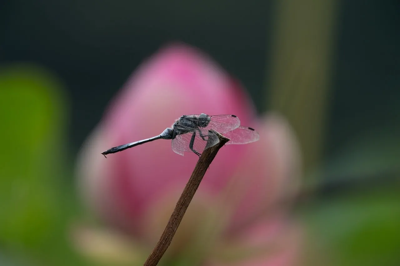 Delicate Dragonfly on Lotus: A Summer's Serene Embrace