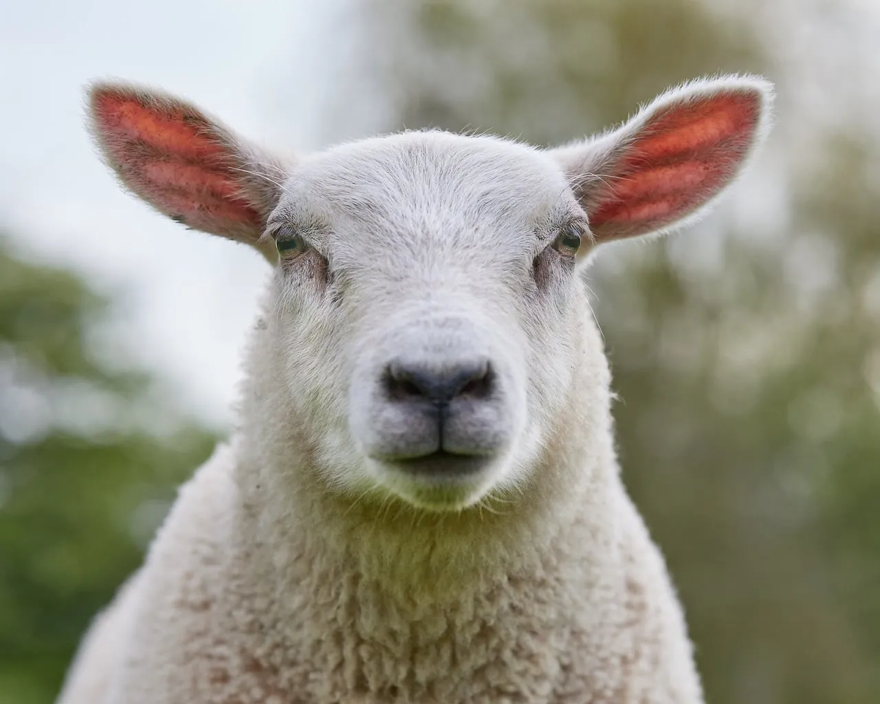 Charming Lamb Portrait: Curious Young Sheep in Spring Pasture