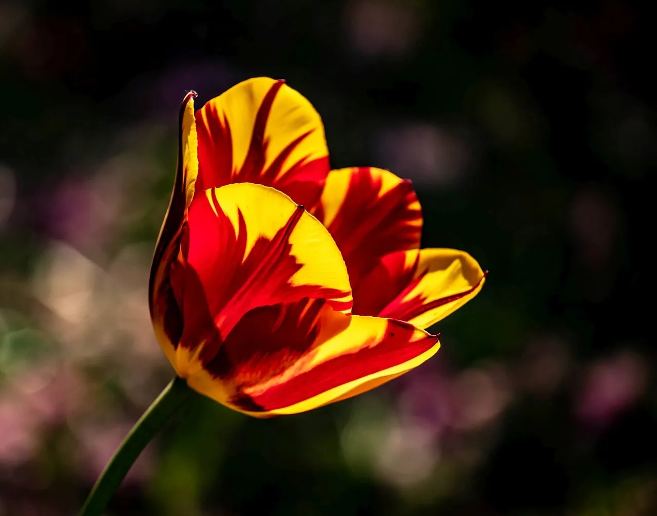 Vibrant Striped Tulip: A Stunning Floral Close-up Wallpaper