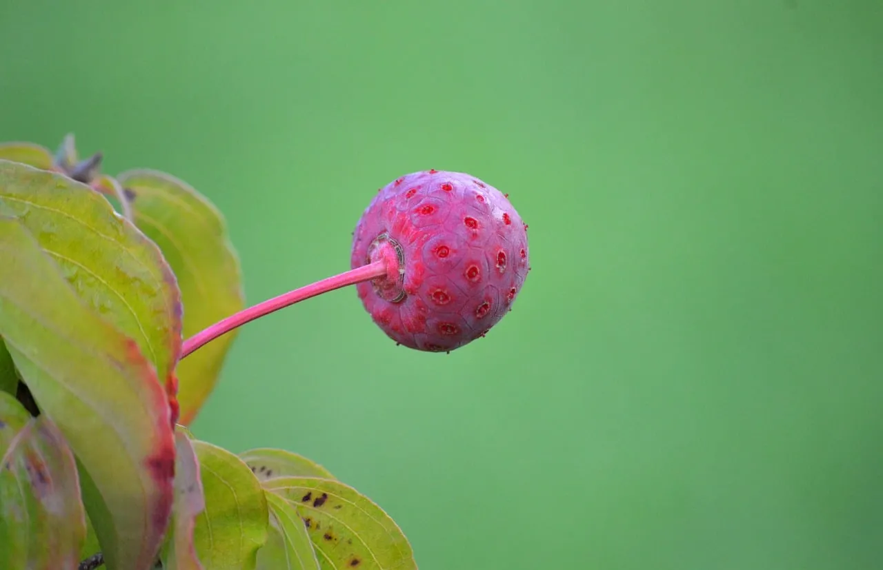 Vibrant Kousa Dogwood Berry Against a Lush Green Background