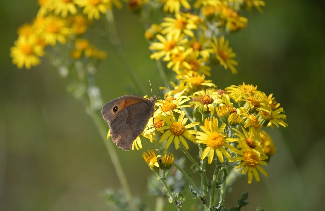 Vibrant Summer: Meadow Brown Butterfly on Yellow Ragwort
