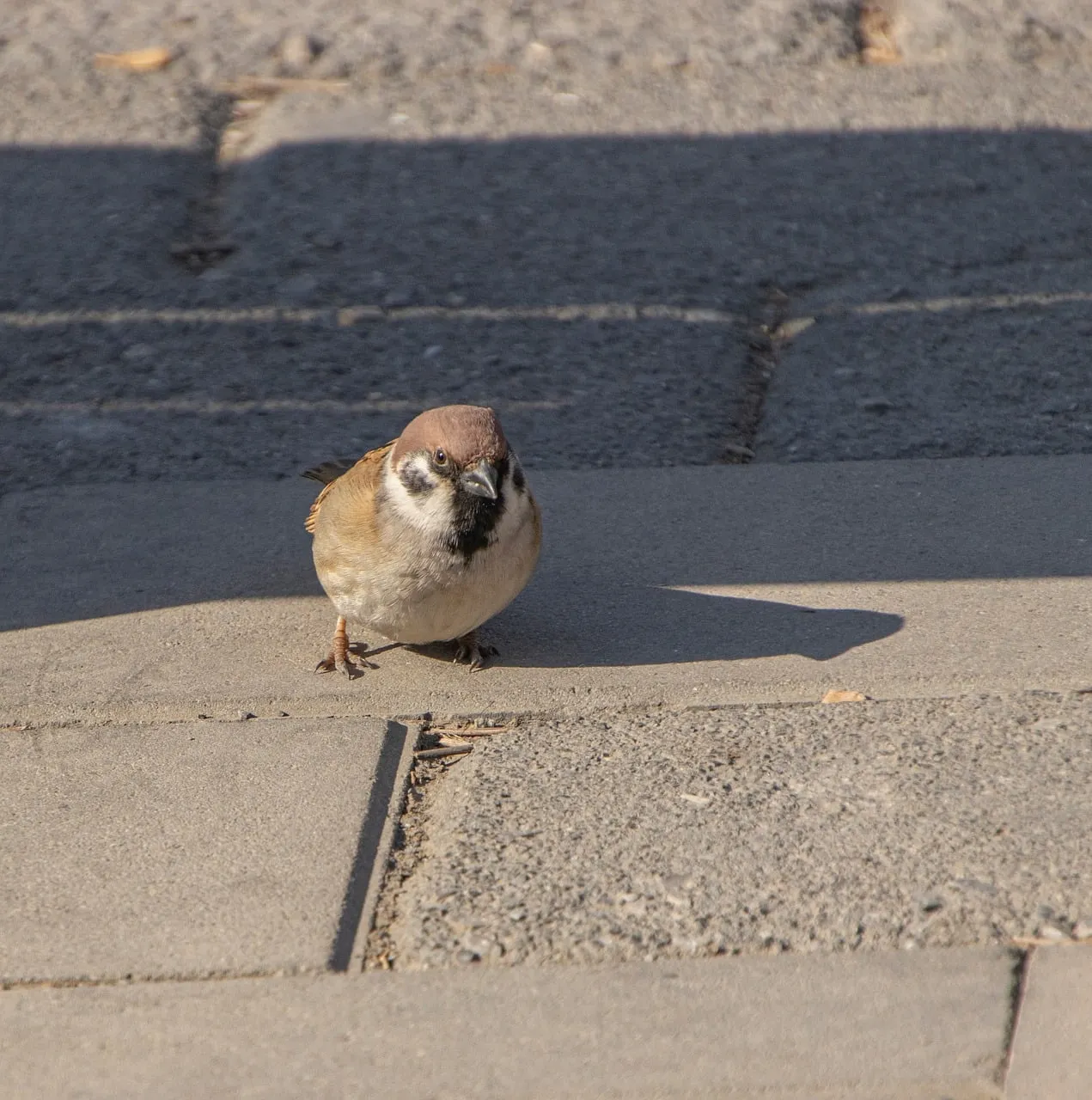 Charming Urban Sparrow: A Glimpse of Wild Nature