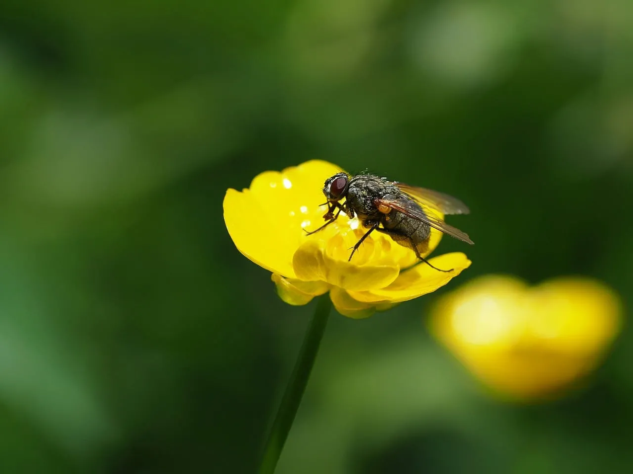 Vibrant Macro: Fly on Yellow Buttercup with Dewdrops