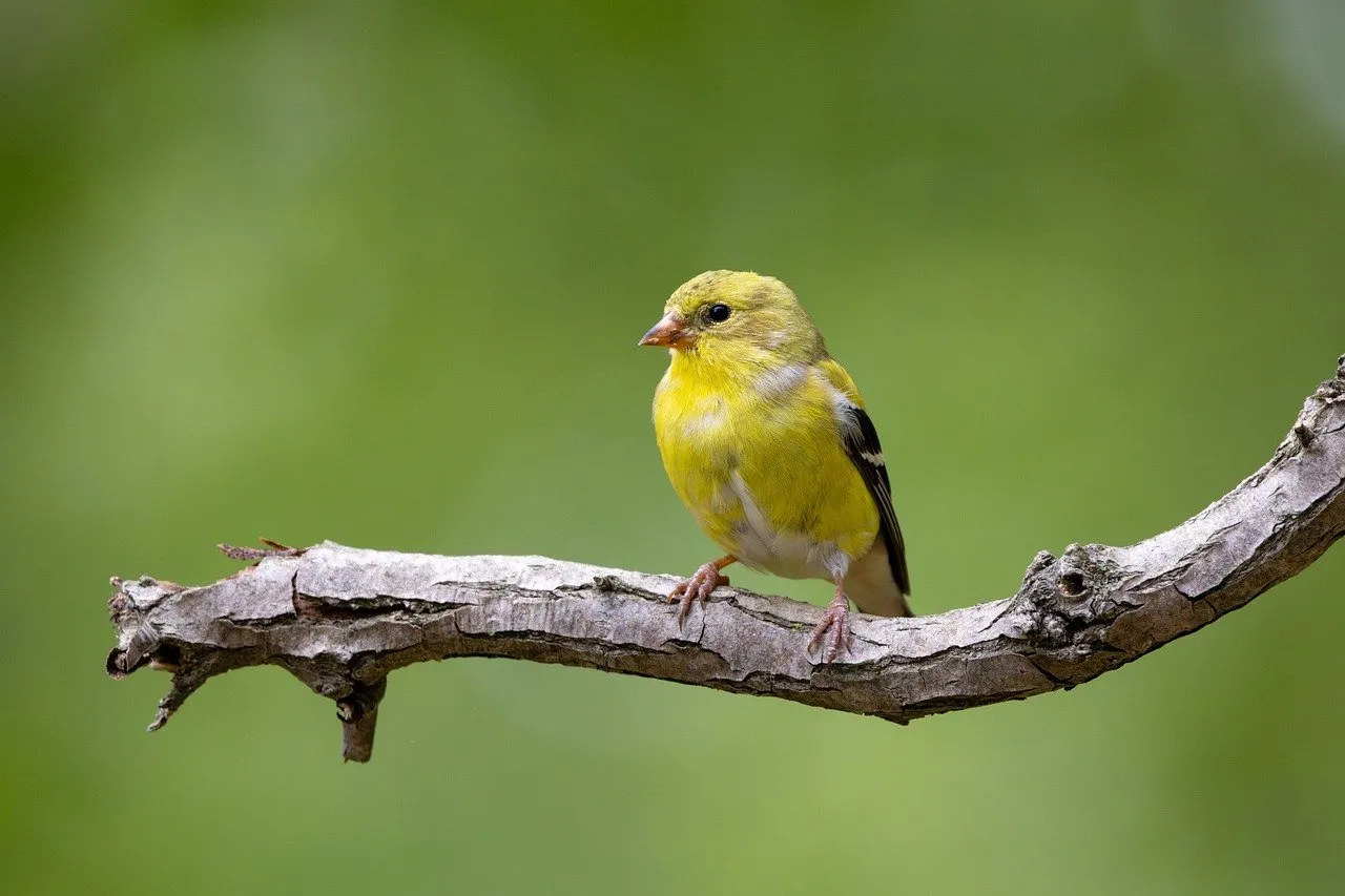 Vibrant Golden Finch: A Springtime Jewel in Nature