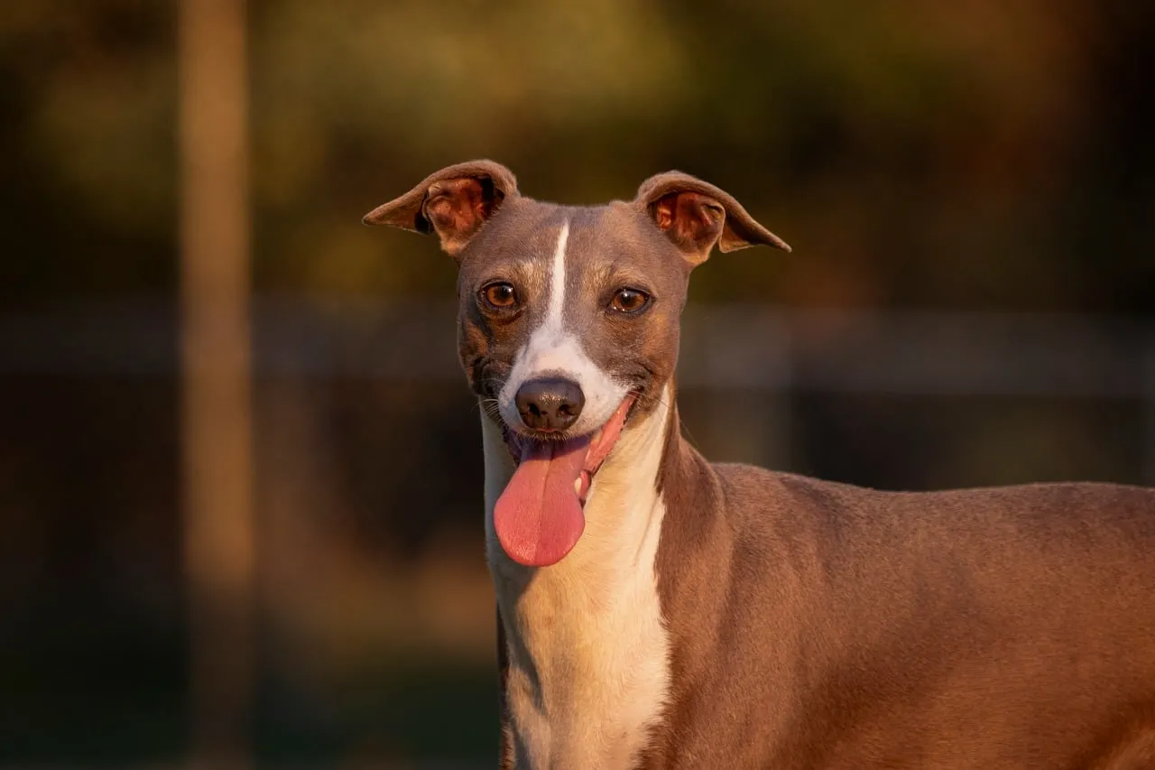 Charming Greyhound Puppy: Playful Park Portrait