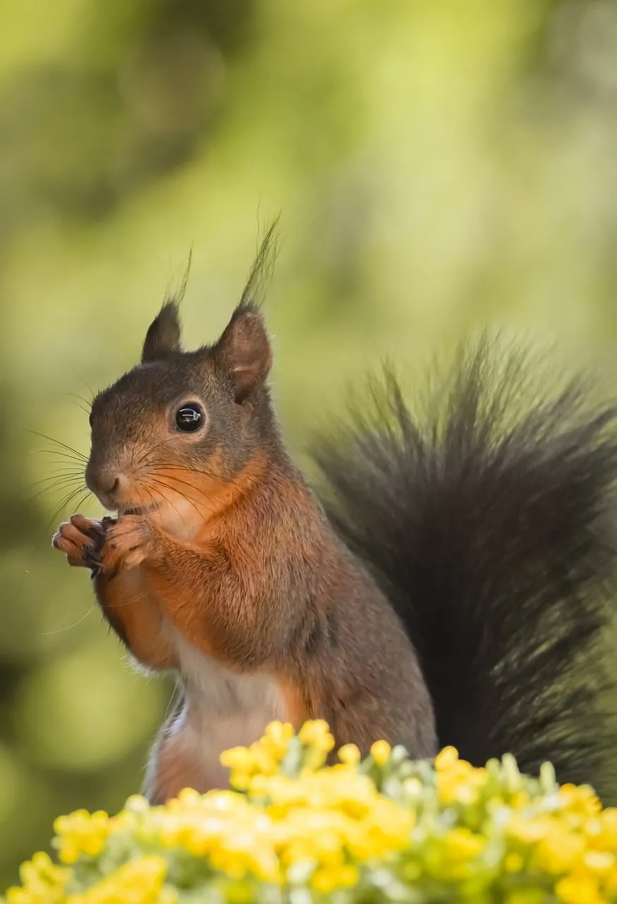 Charming Squirrel Foraging Amidst Golden Spring Blossoms