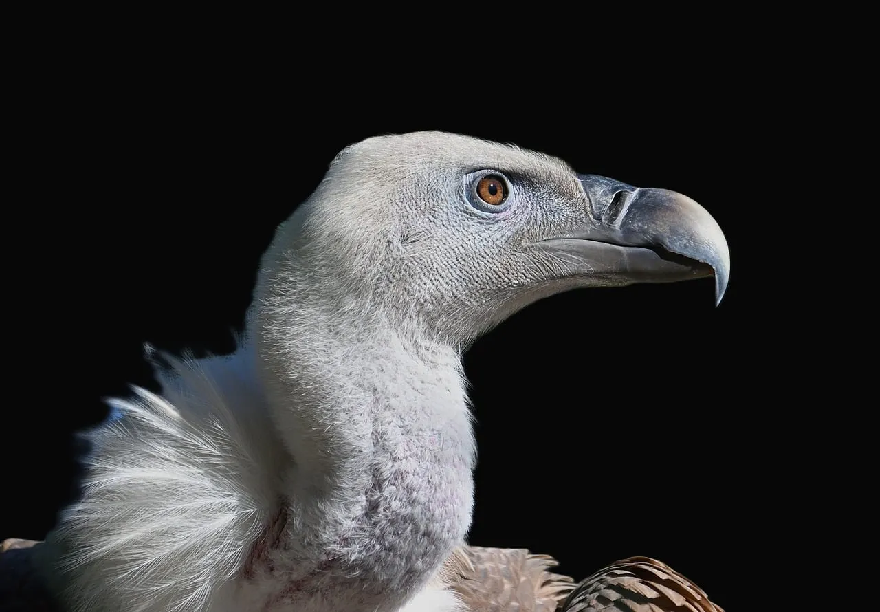 Intense Vulture Portrait: Nature's Scavenger in Detail