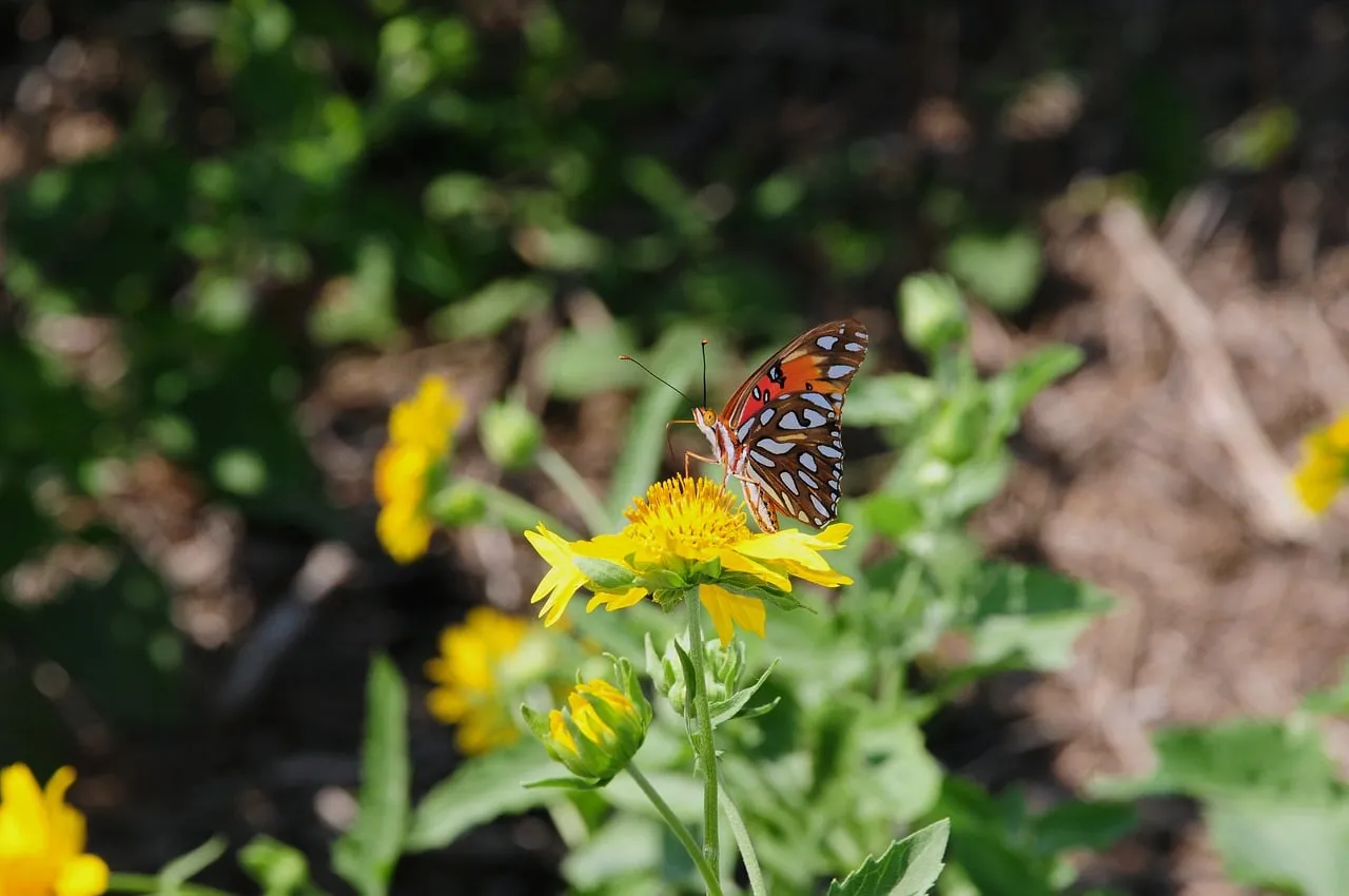 Vibrant Butterfly on Golden Bloom: Nature's Delicate Dance