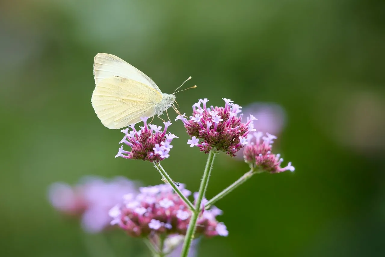 Delicate White Butterfly Pollinating Vibrant Purple Flowers