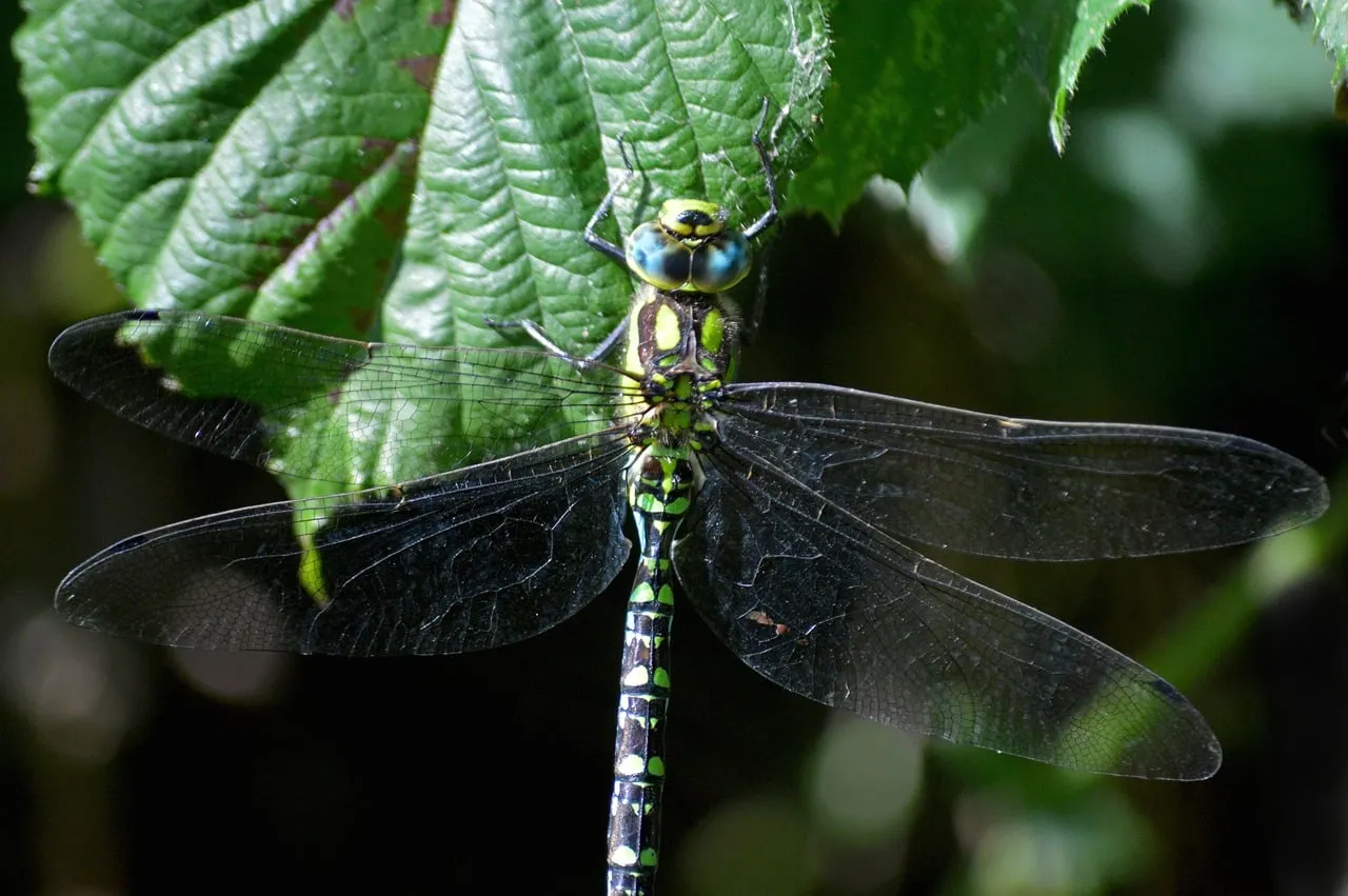 Vibrant Macro: Detailed Dragonfly Perched on Leaf