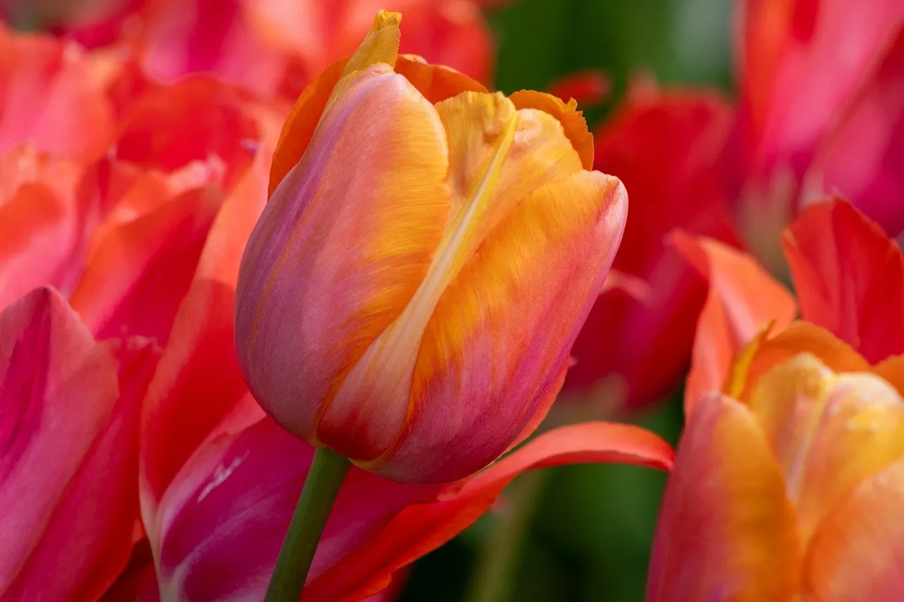 Vibrant Spring Tulips: A Burst of Orange and Red Hues