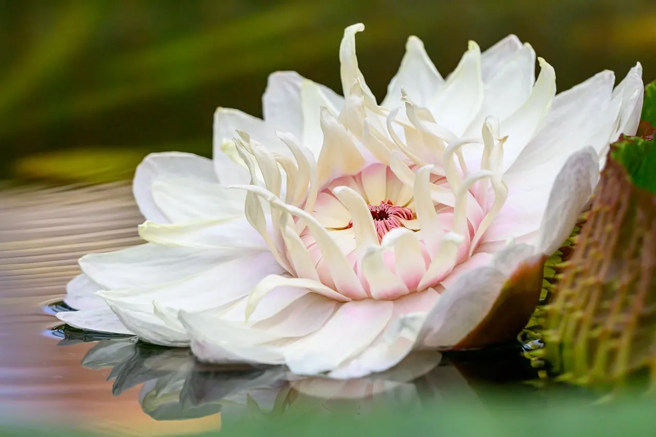 Exquisite Victoria Water Lily: A Blooming Tropical Masterpiece