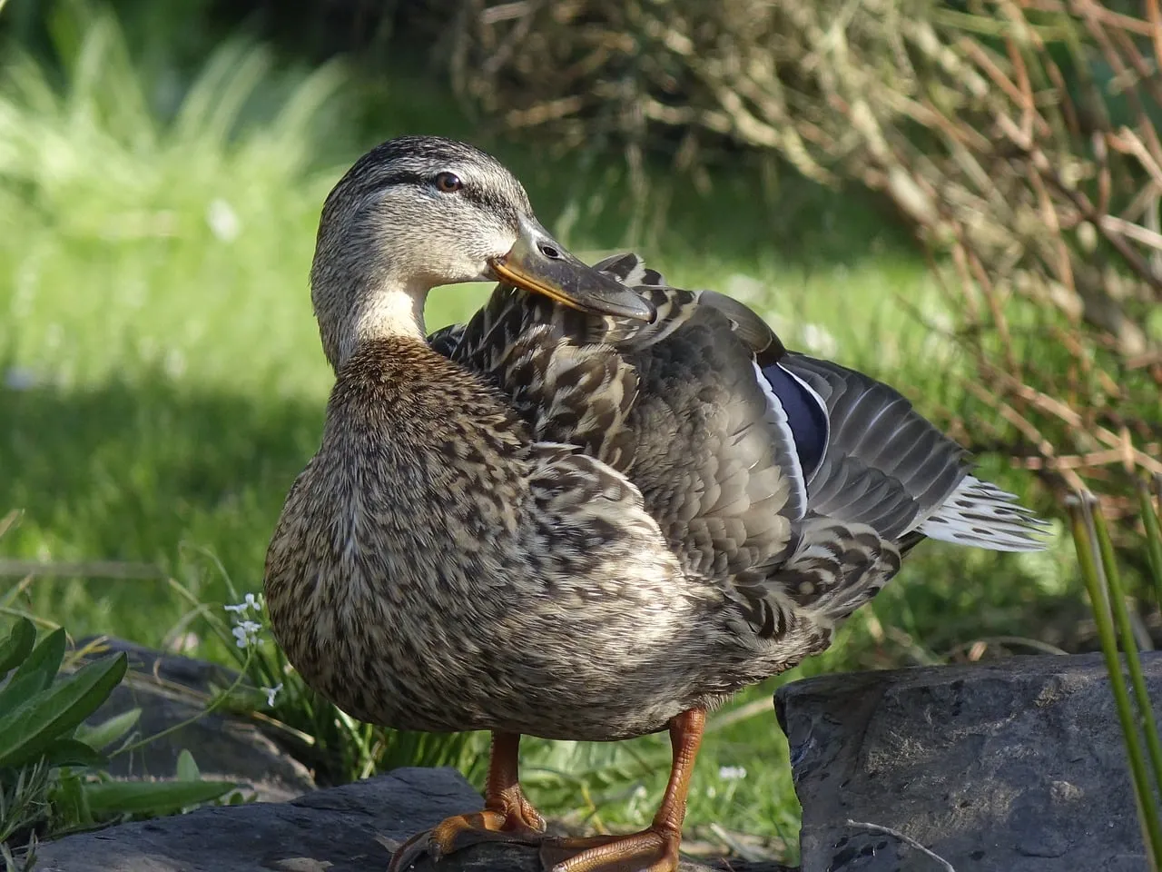 Vibrant Mallard Hen Preening in Sunny Spring
