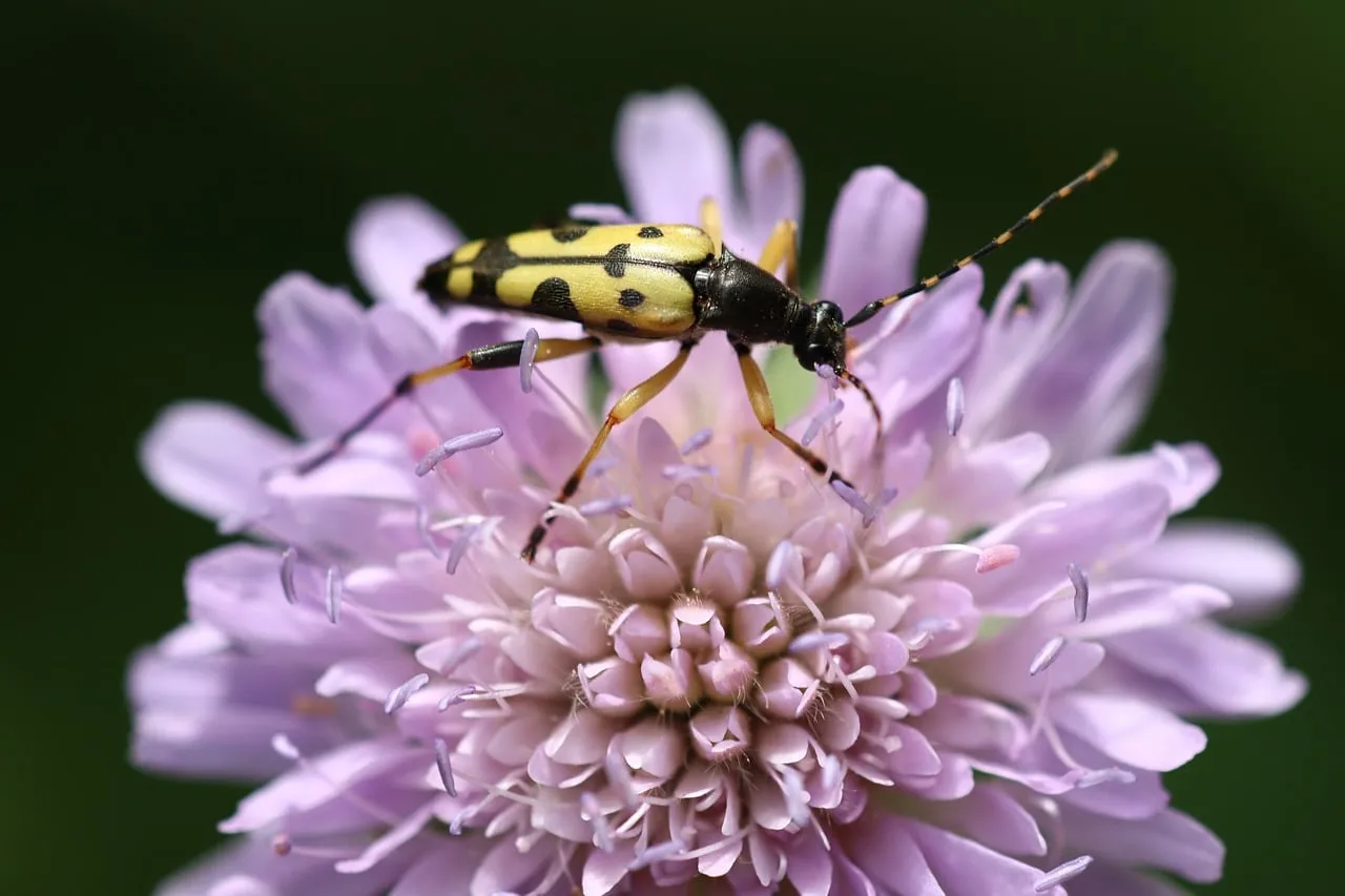 Vibrant Spotted Beetle on Purple Scabiosa Flower