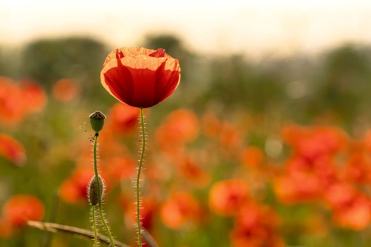 Vibrant Poppy Field Bathed in Golden Sunset Glow