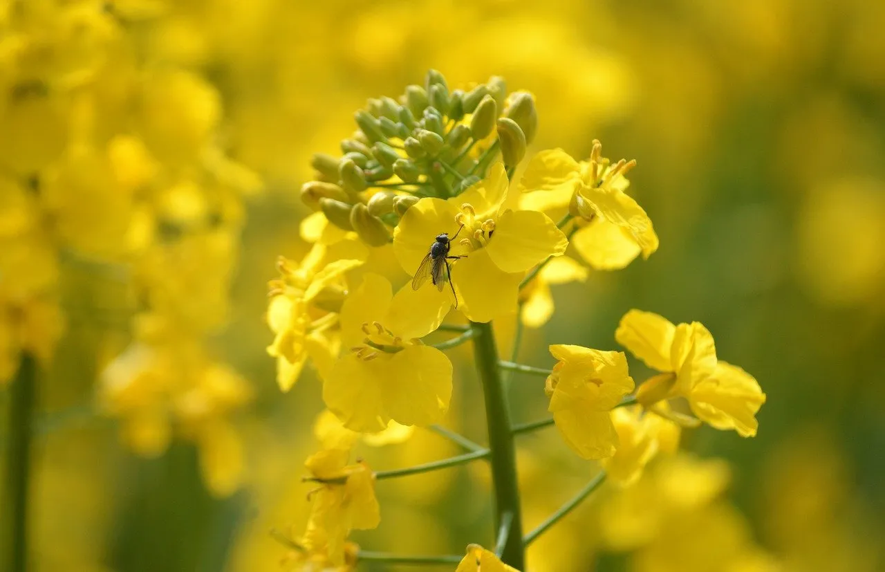 Vibrant Yellow Rapeseed Field: Spring's Golden Embrace