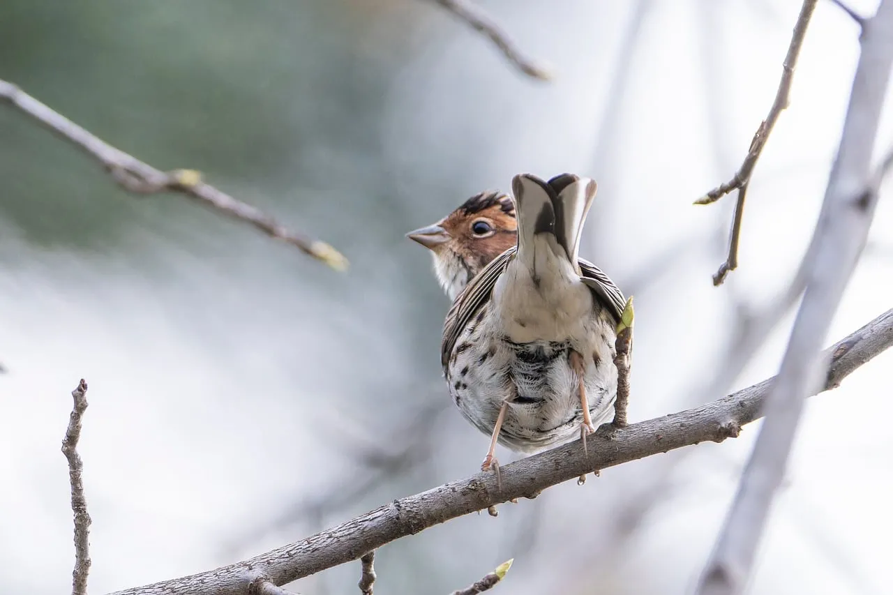 Charming Sparrow Perched on Branch: Approaching Spring