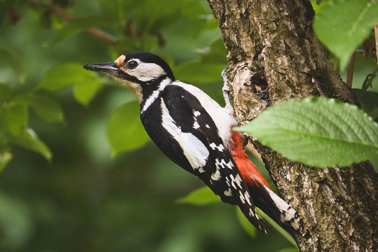 Vibrant Spotted Woodpecker Perched in Lush Forest