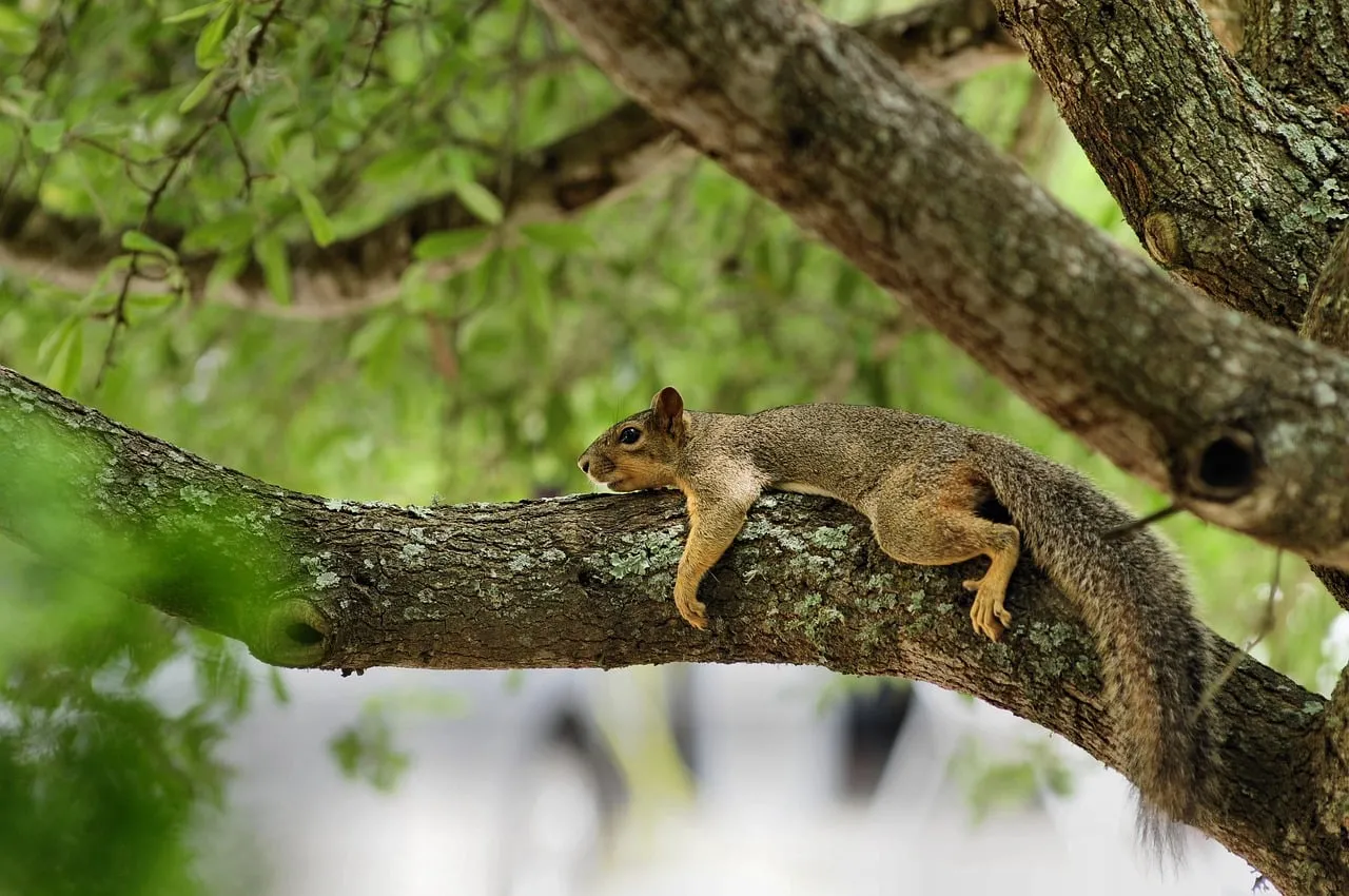 Charming Squirrel Relaxes on Tree Branch in Natural Habitat