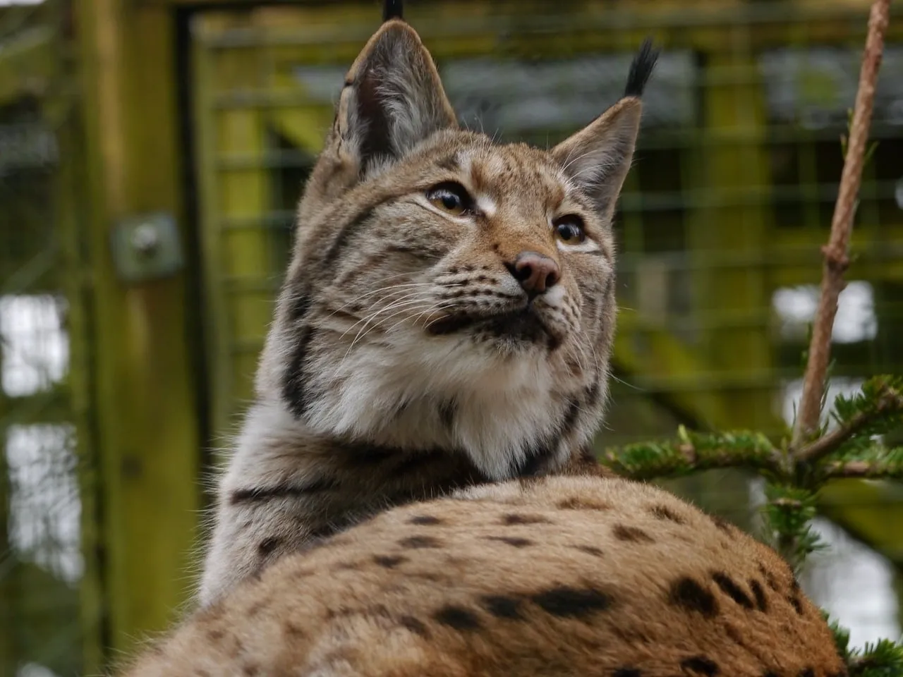 Majestic Wild Lynx: Piercing Gaze of a Forest Predator