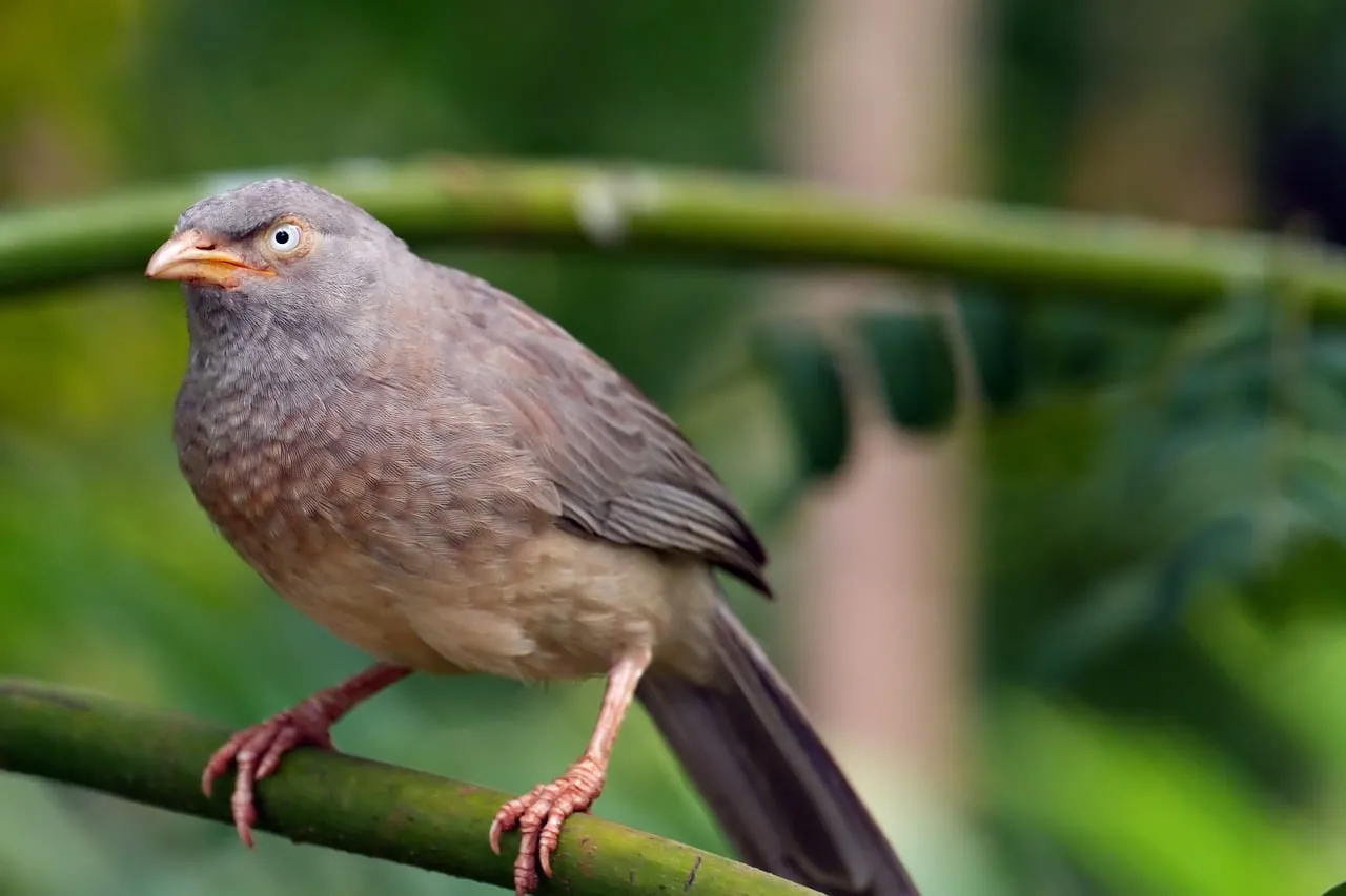 Captivating Wildlife: Yellow-Billed Bird Perched on Bamboo