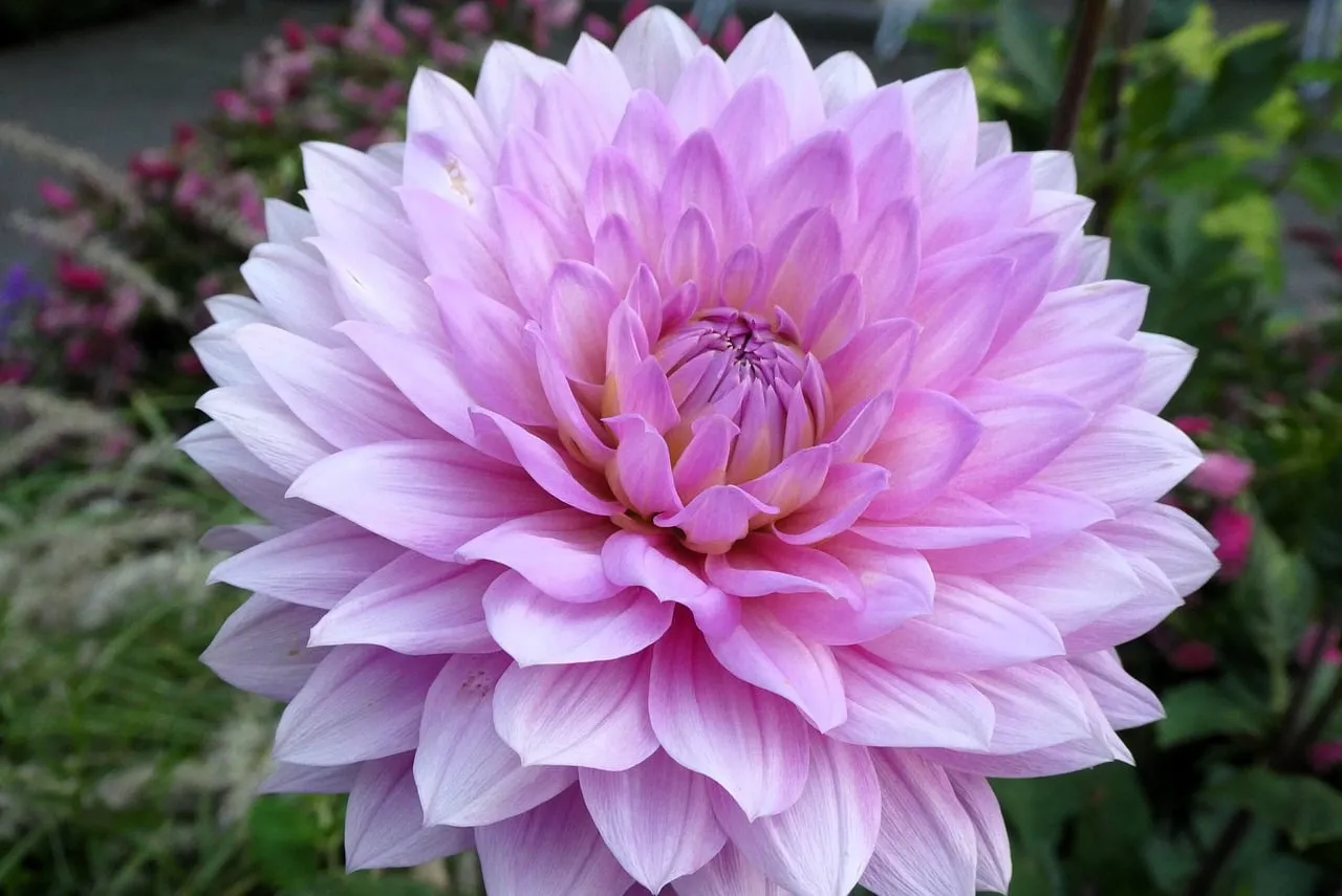 Stunning Pink Dahlia: A Garden's Ornamental Gem
