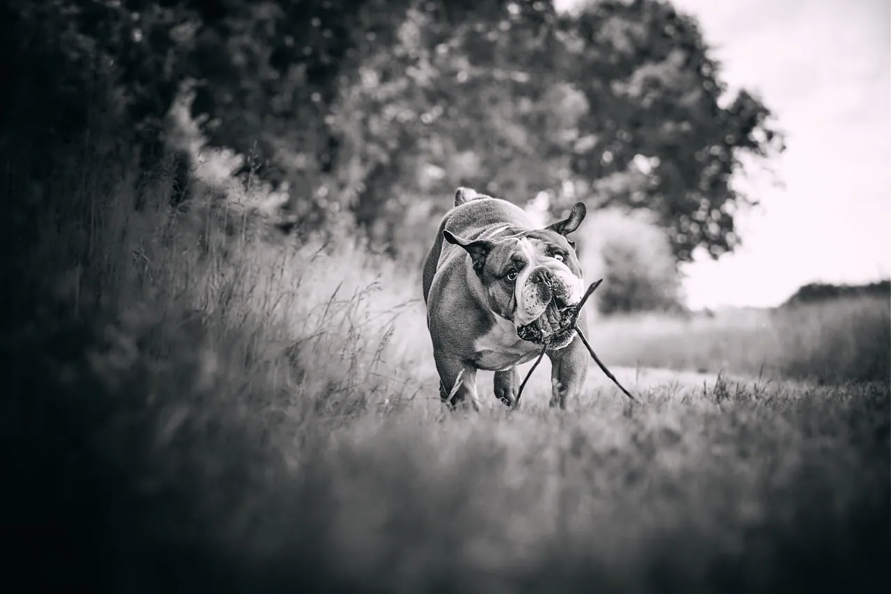 Dynamic Bulldog Delight: Playful Pup in Nature's Embrace