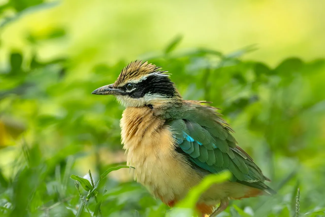 Captivating Wild Bird Portrait: Vibrant Feathers in Nature's Embrace