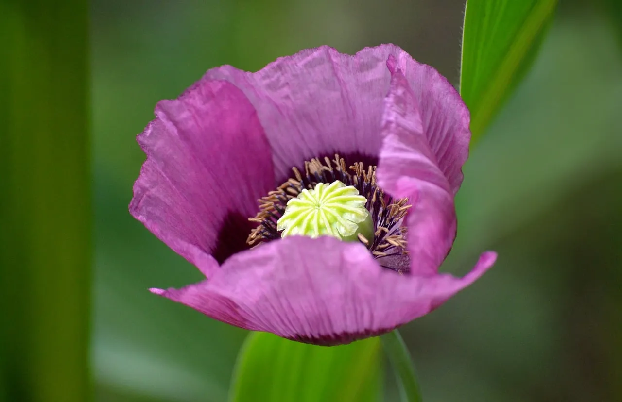 Vibrant Purple Opium Poppy Blossom: Nature's Intricate Beauty