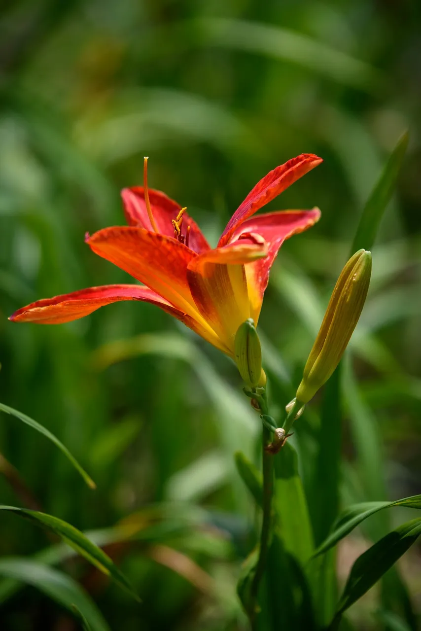 Vibrant Red Daylily Blossom: A Symphony of Nature's Hues