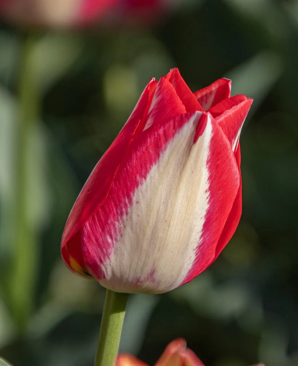 Vibrant Red and White Tulip Bloom in Spring Garden