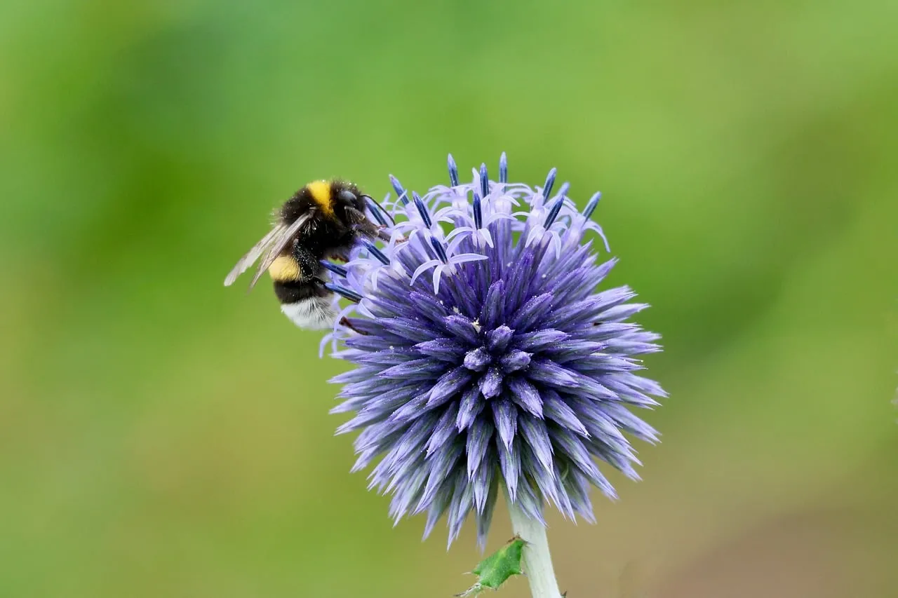 Vibrant Bumblebee Pollinating a Globe Thistle Flower