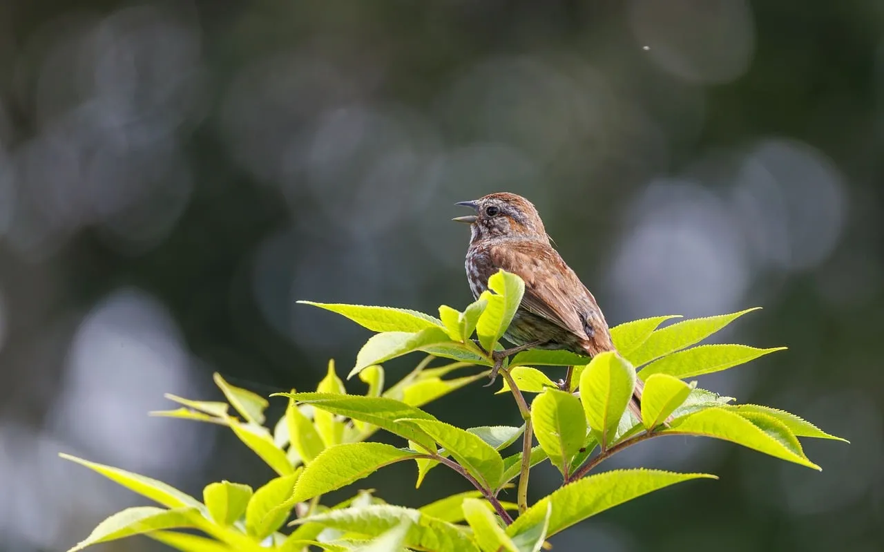 Charming Songbird Serenade on Lush Spring Branch
