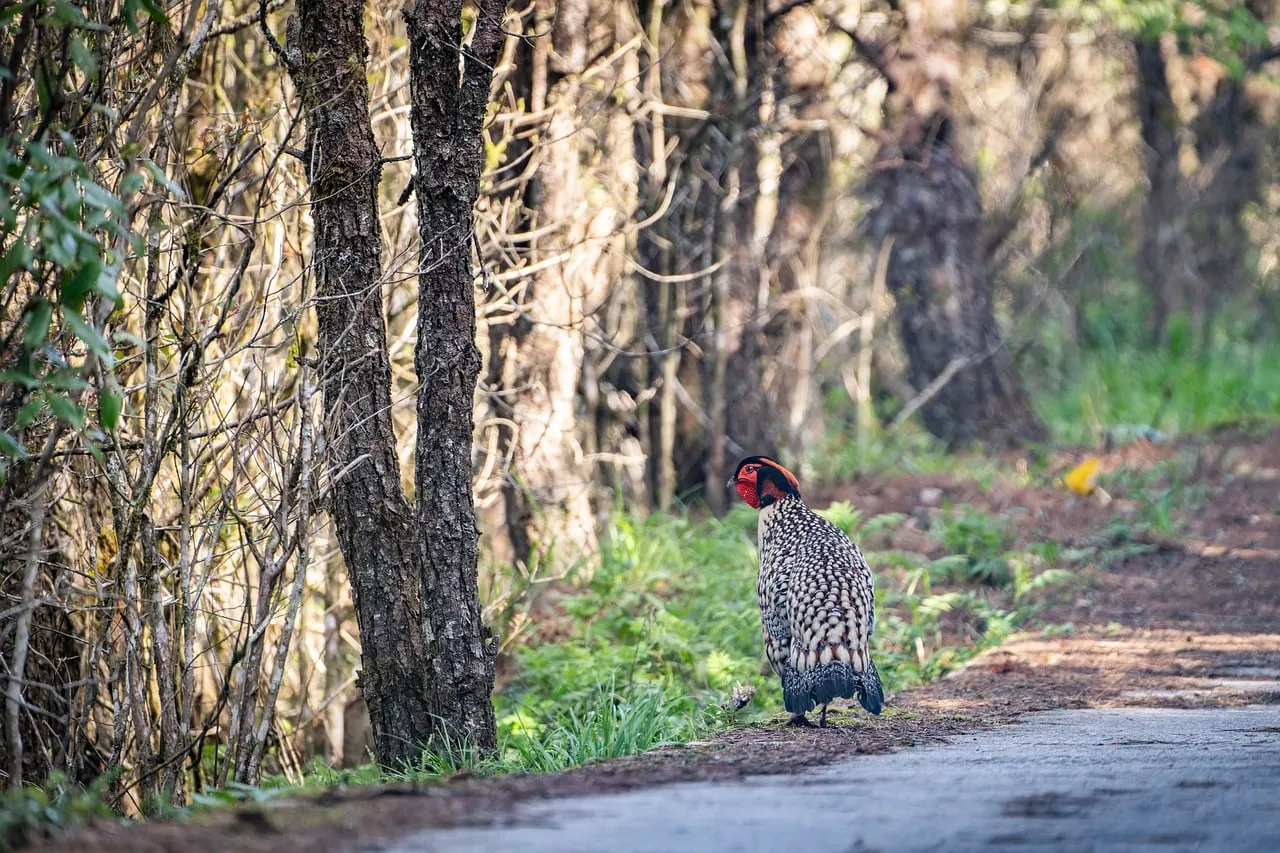 Enigmatic Pheasant: A Forest Path Encounter