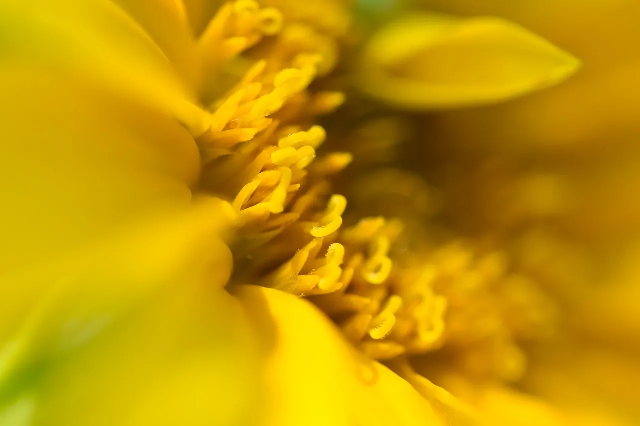 Vibrant Yellow Bloom: Macro Nature's Golden Embrace